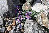 Alpenleinkraut